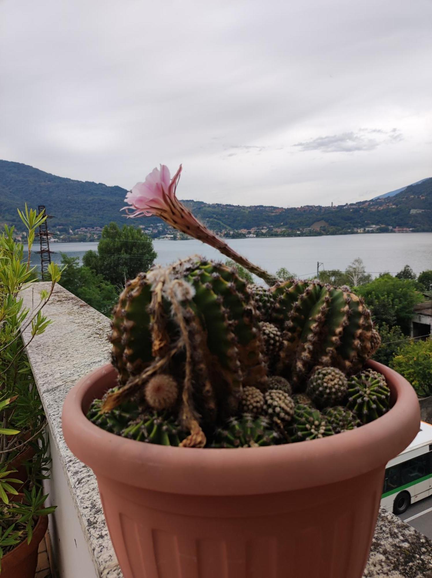 Terrazzo Sul Lago Lecco Eksteriør billede